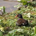 Vogel im Rombergpark (Dortmund)