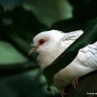 Vogel im Saarbrücker Zoo