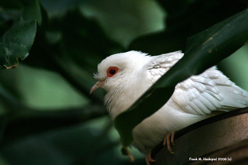 Vogel im Saarbrücker Zoo