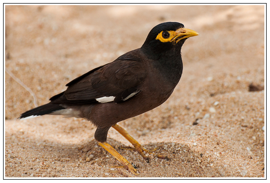 Vogel im Sand