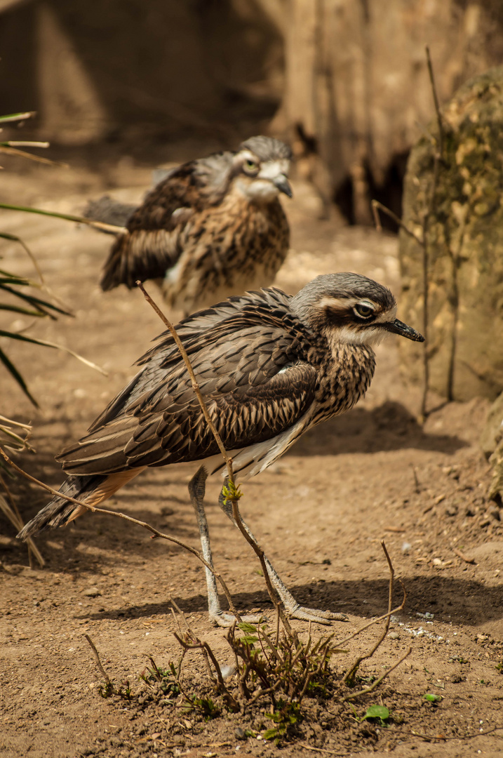 Vogel im Sand