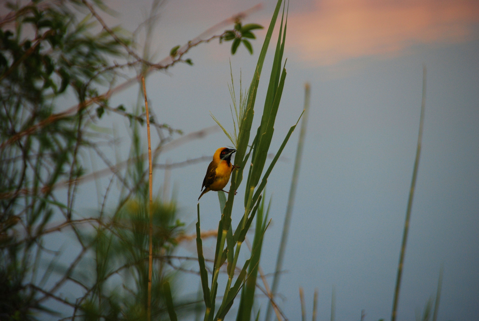 Vogel im Schilf