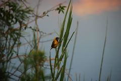 Vogel im Schilf