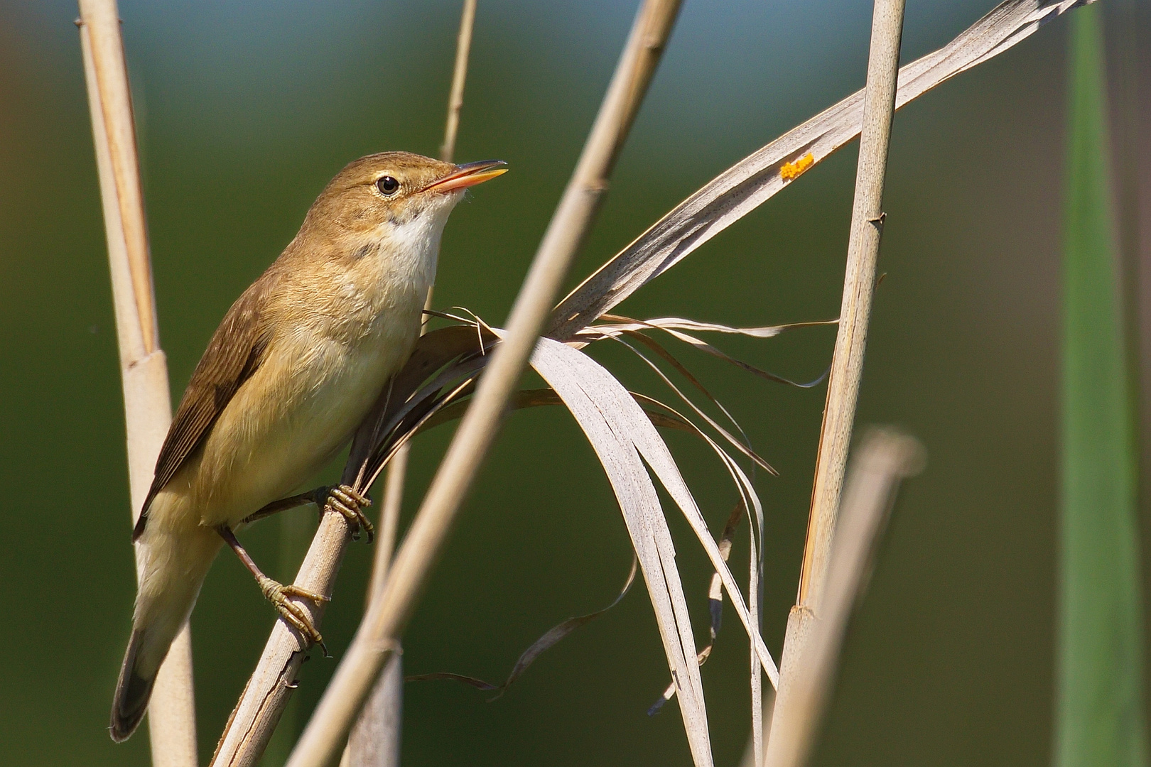 Vogel im Schilf