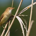 Vogel im Schilf