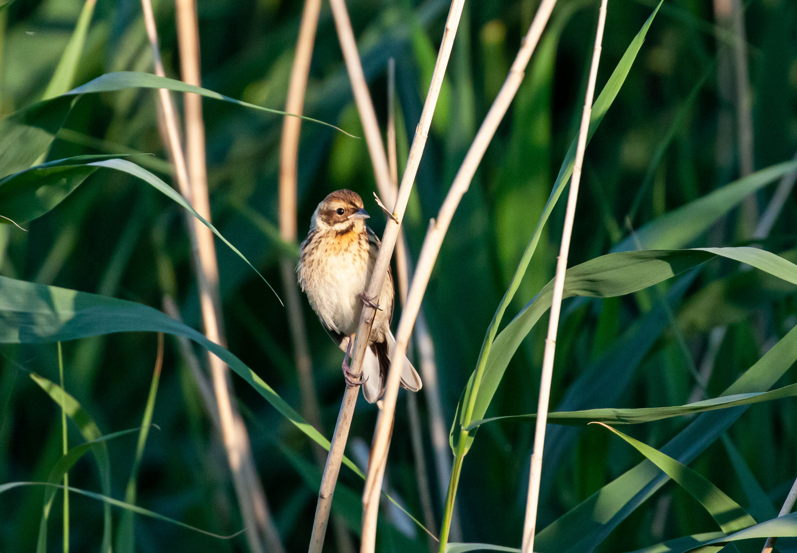 Vogel im Schilf