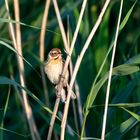 Vogel im Schilf