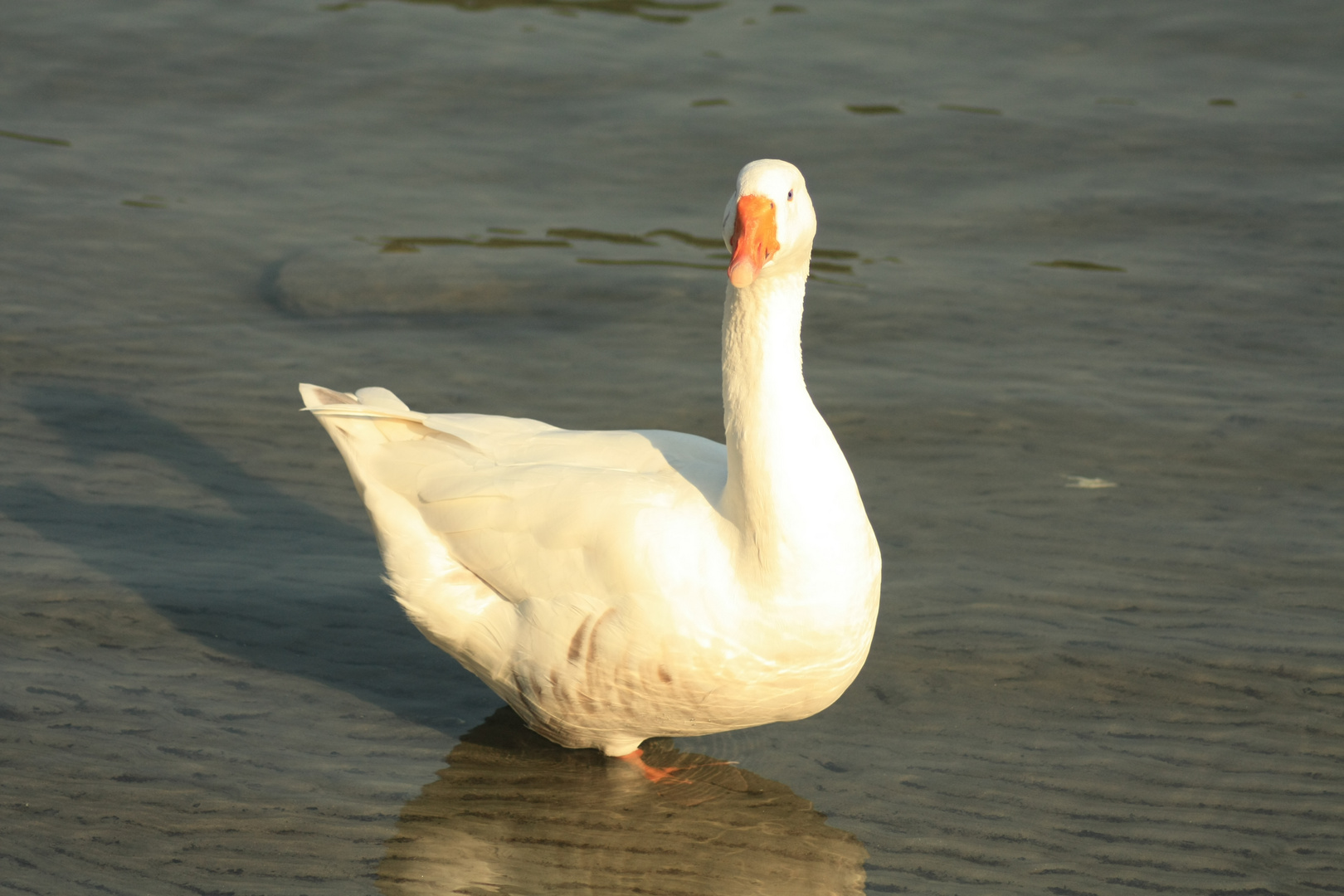 Vogel im Schlamm