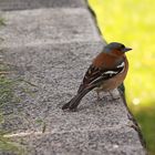 Vogel im Schlosspark Stuttgart