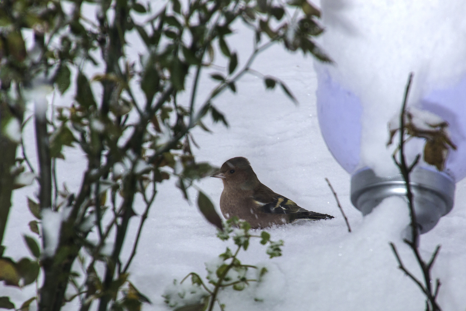 Vogel im Schnee