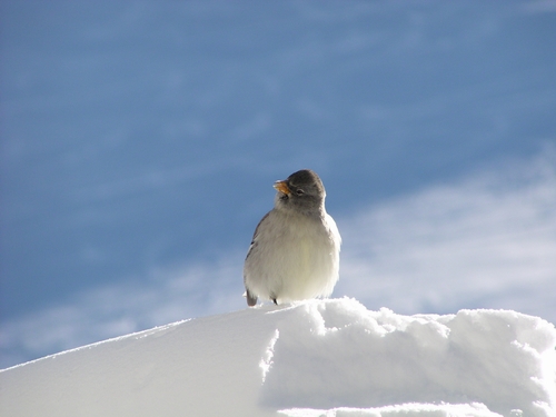 Vogel im Schnee