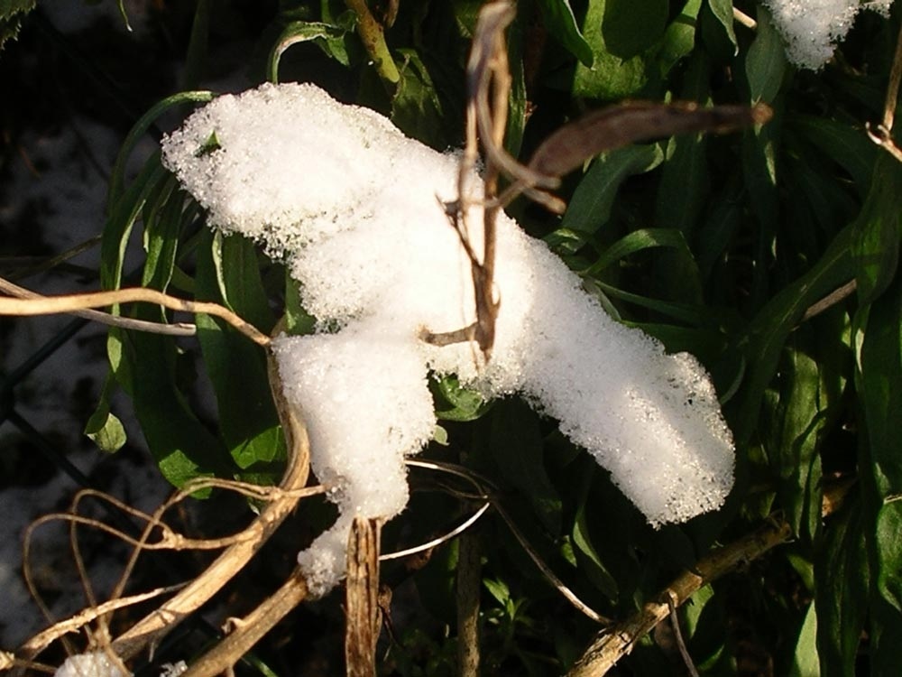 Vogel im Schnee