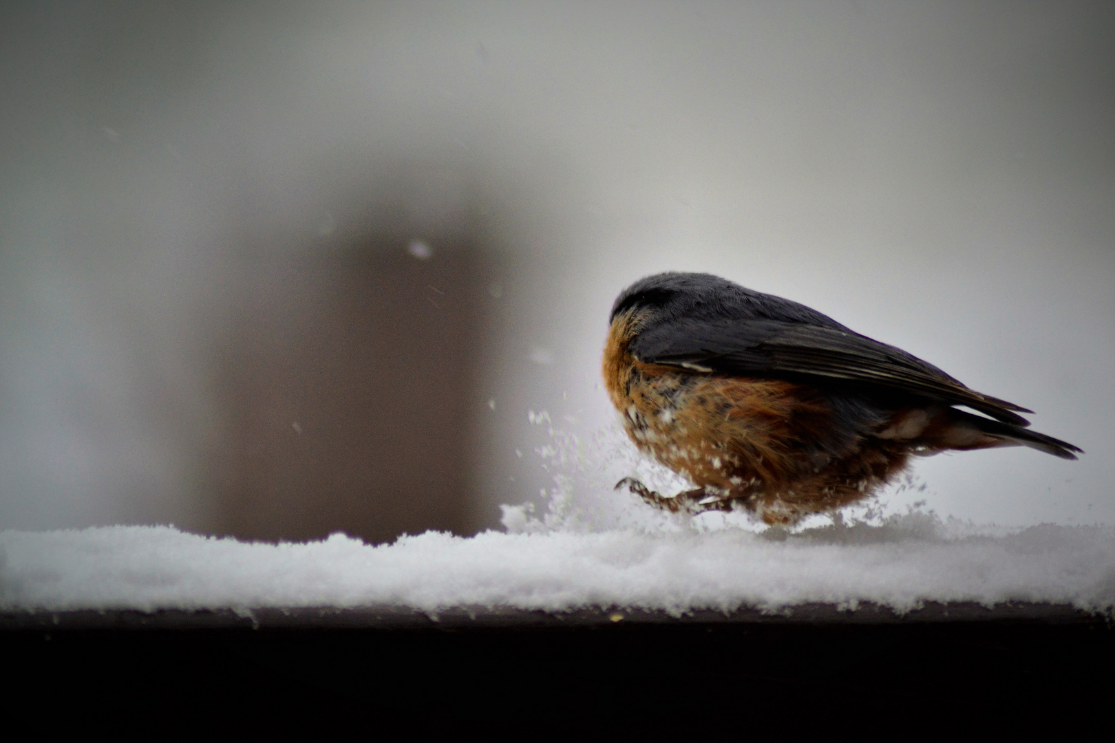 Vogel im Schnee