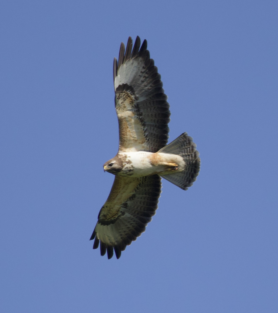 Vogel im Segelflug 