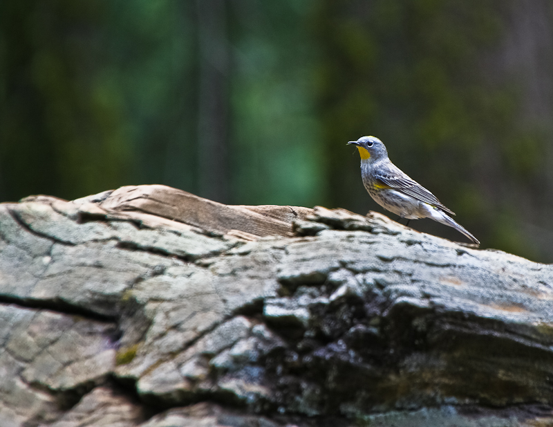 Vogel im Sequoia National Park Kalifornien