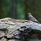 Vogel im Sequoia National Park Kalifornien