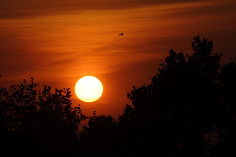 Vogel im Sonnenuntergang