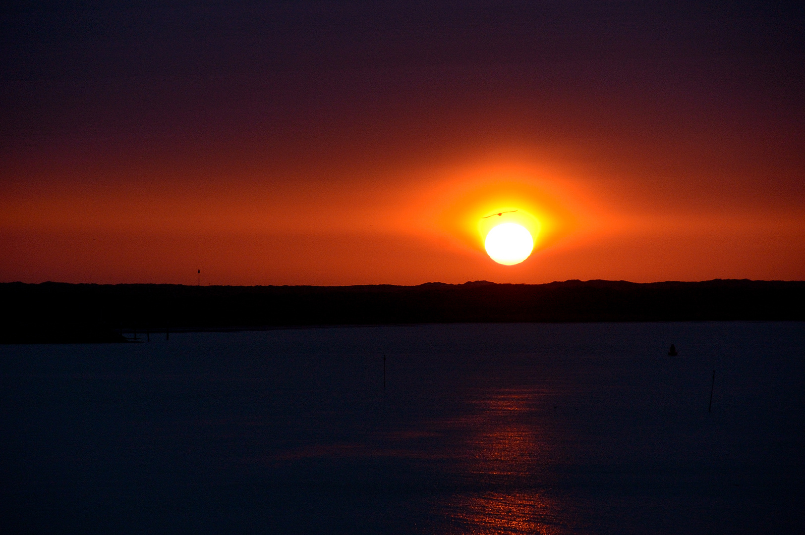 Vogel im Sonnenuntergang über Texel