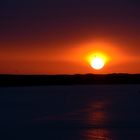 Vogel im Sonnenuntergang über Texel