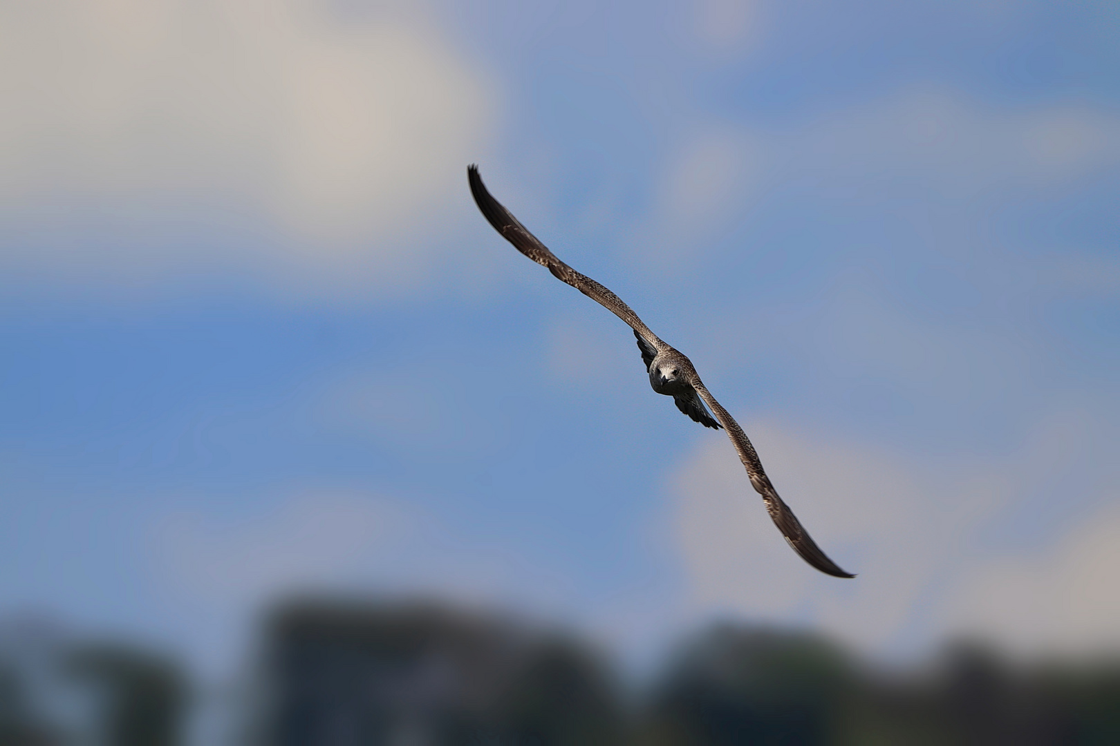 Vogel Im Sturzflug