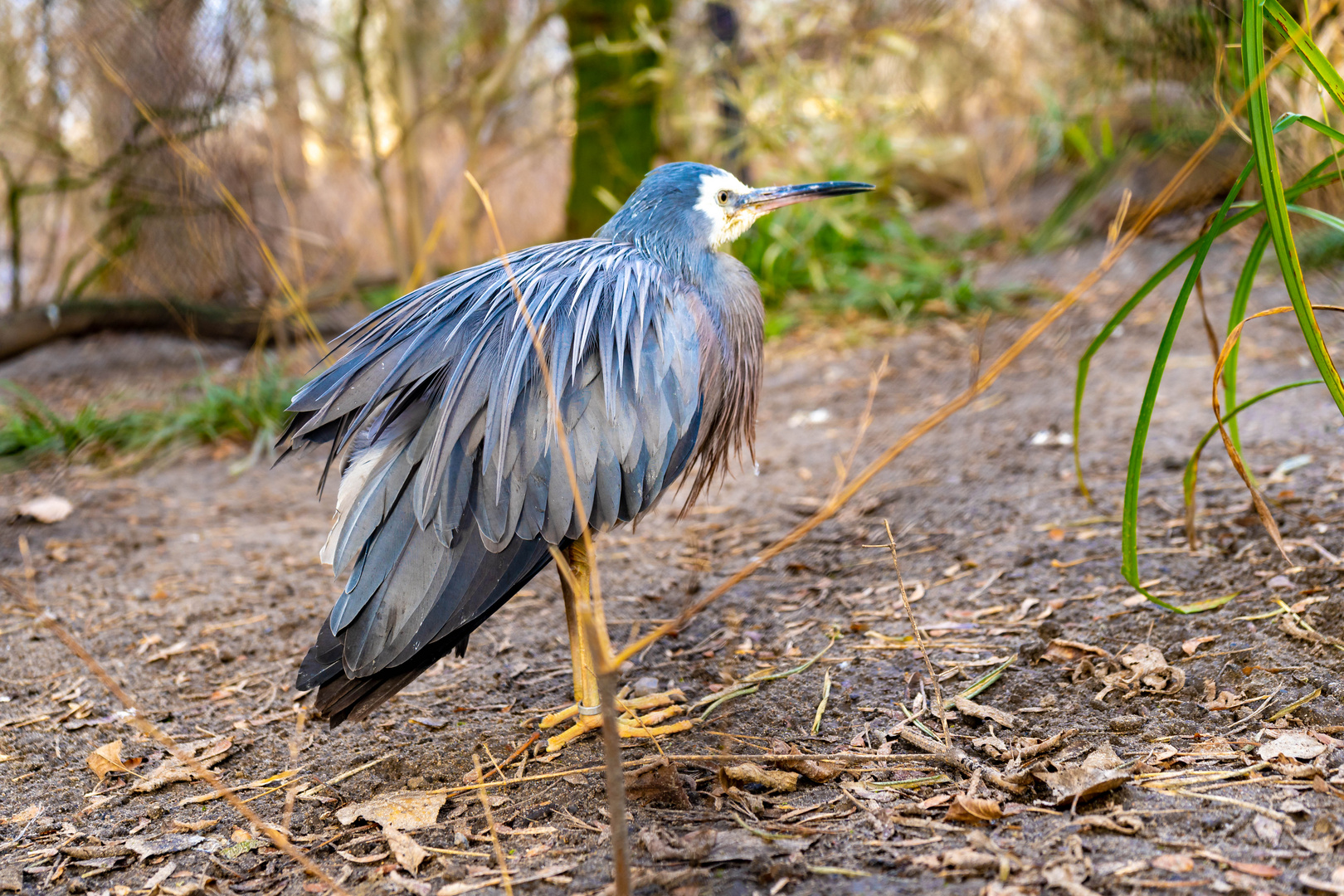 Vogel im Tierpark