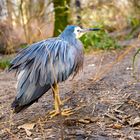 Vogel im Tierpark