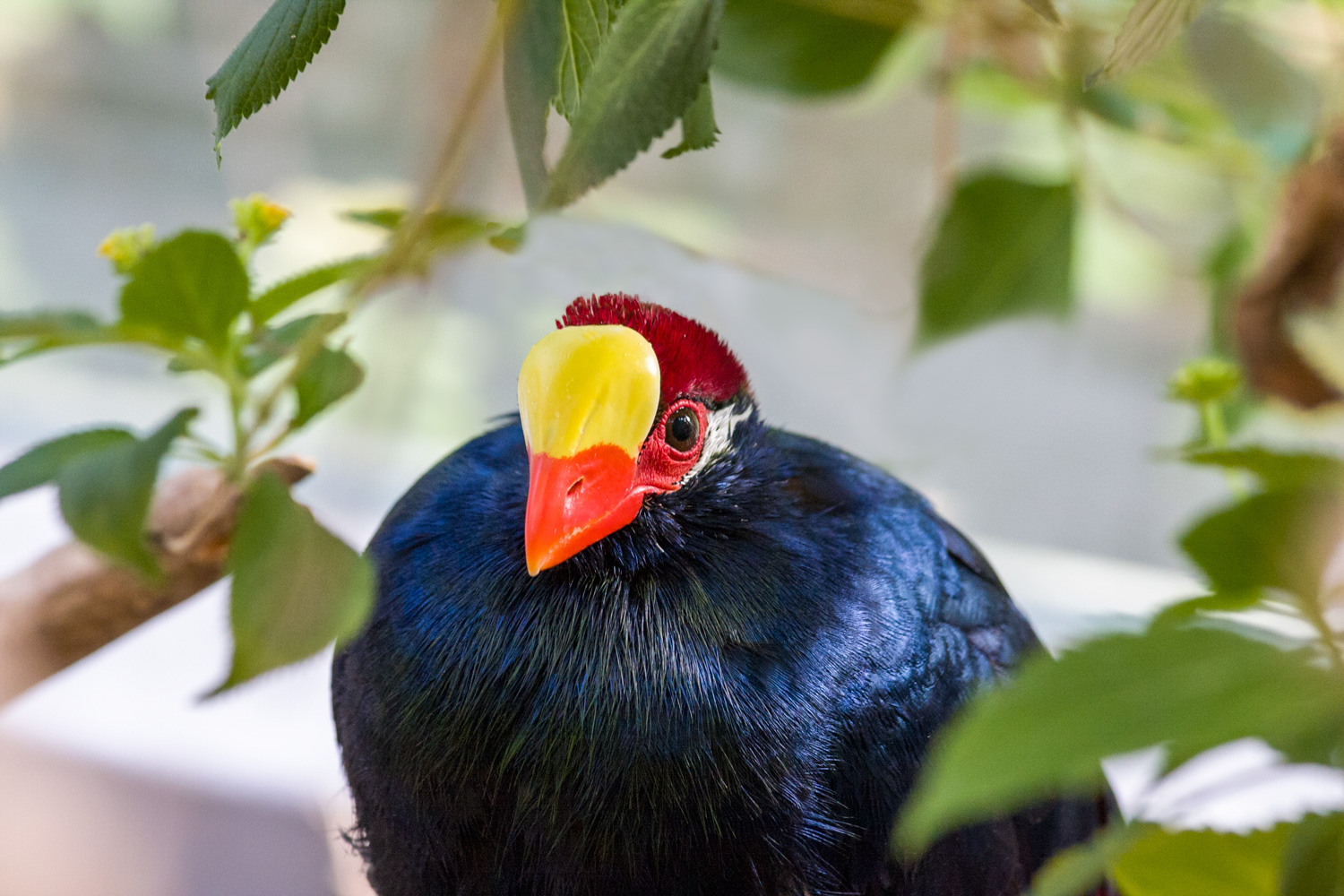 Vogel im Tierpark Hellabrunn