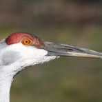 Vogel im Tierpark (Weißnackenkranich)