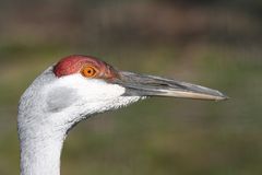 Vogel im Tierpark (Weißnackenkranich)