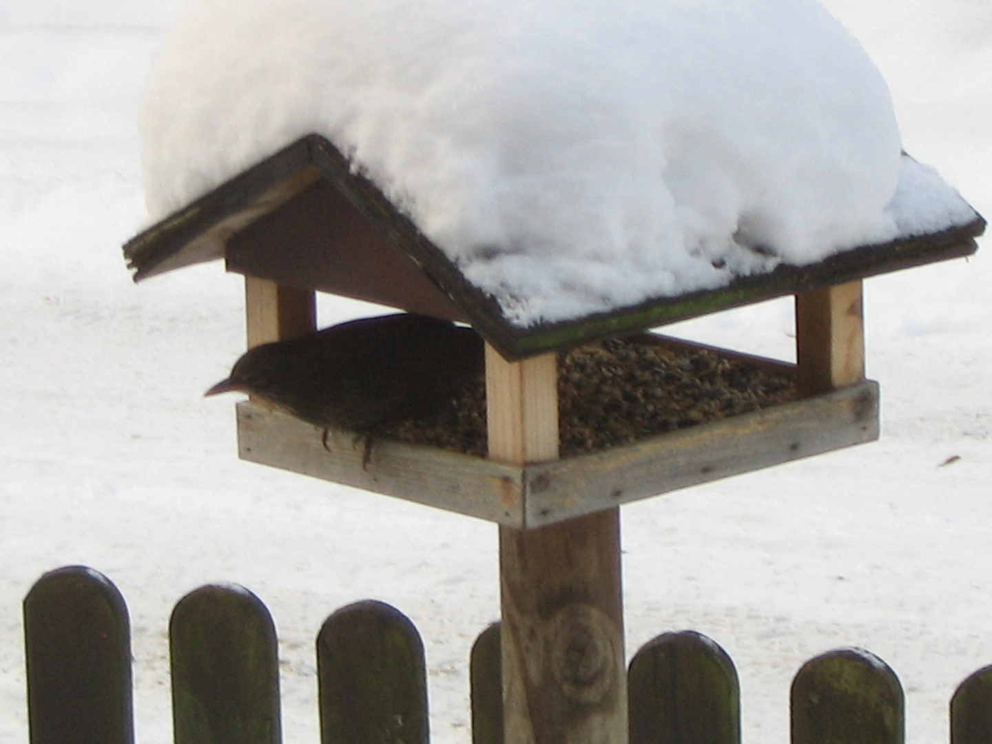 Vogel im Vogelhaus