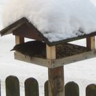 Vogel im Vogelhaus