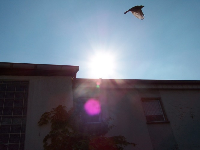 Vogel im Vorbeiflug