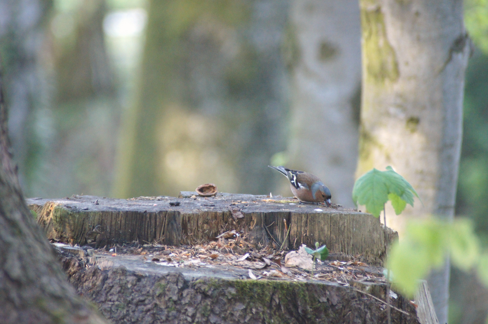 Vogel im wald