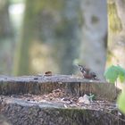 Vogel im wald