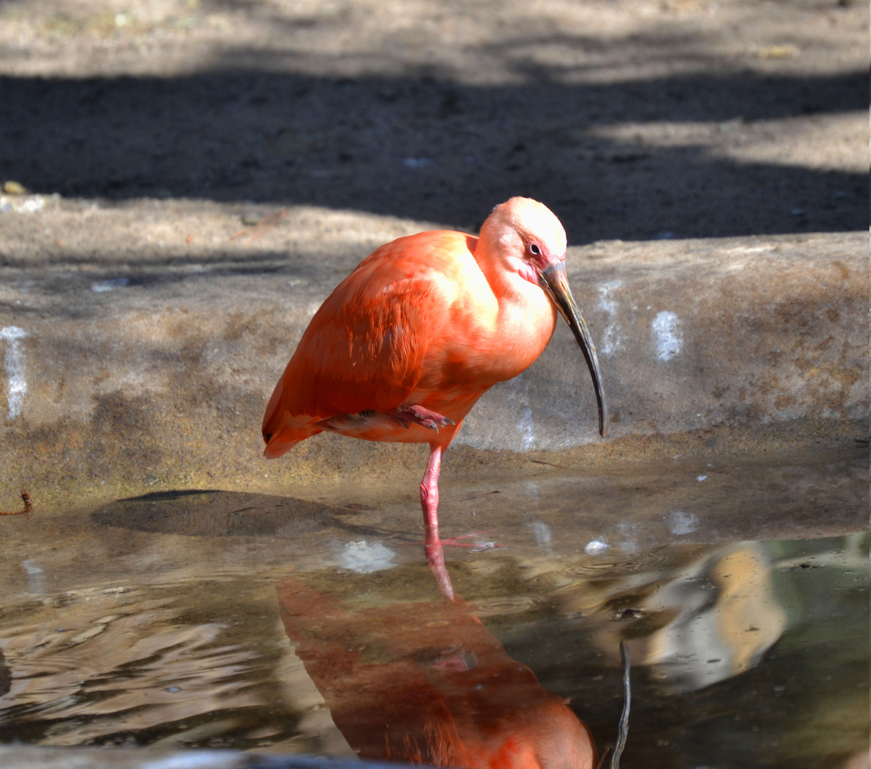 vogel im wasser