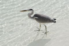 Vogel im Wasser