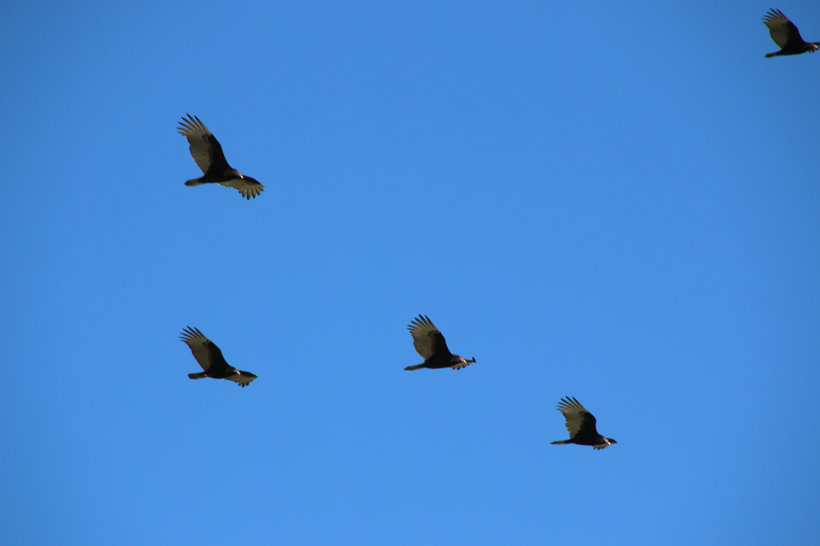 Vogel im Wind