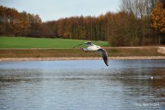 Vogel im Wind ;)