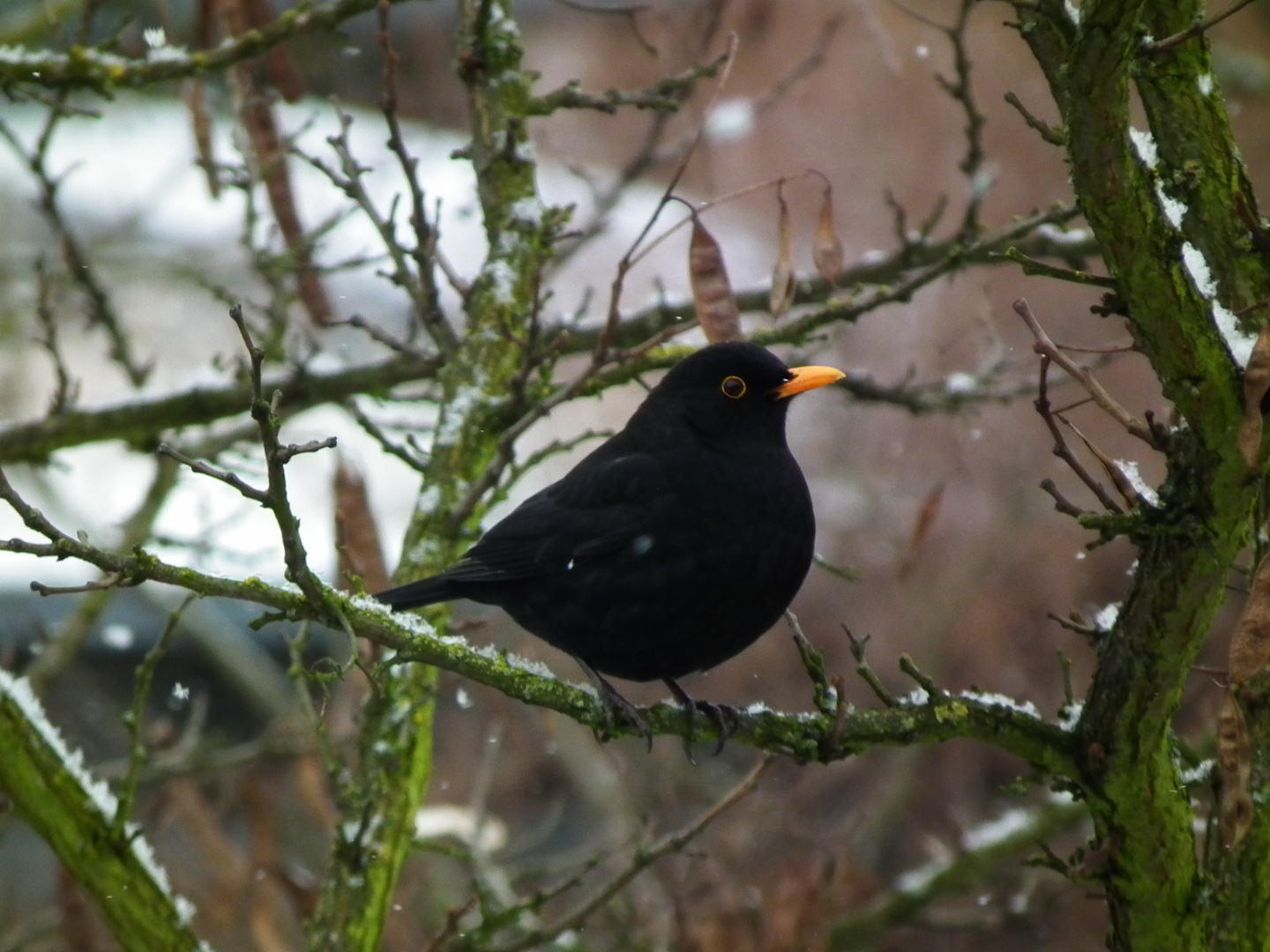 Vogel im Winter