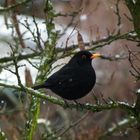 Vogel im Winter