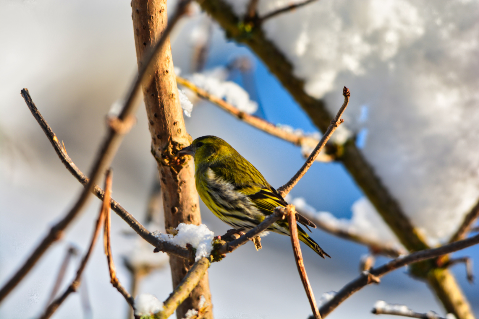 Vogel im Winter