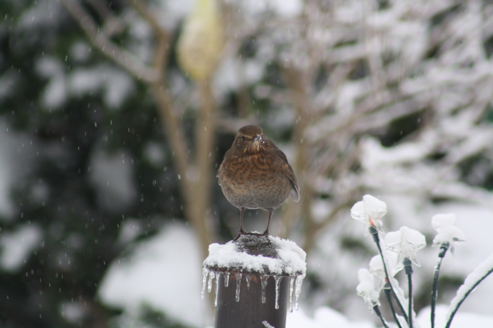 Vogel im Winter
