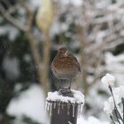 Vogel im Winter