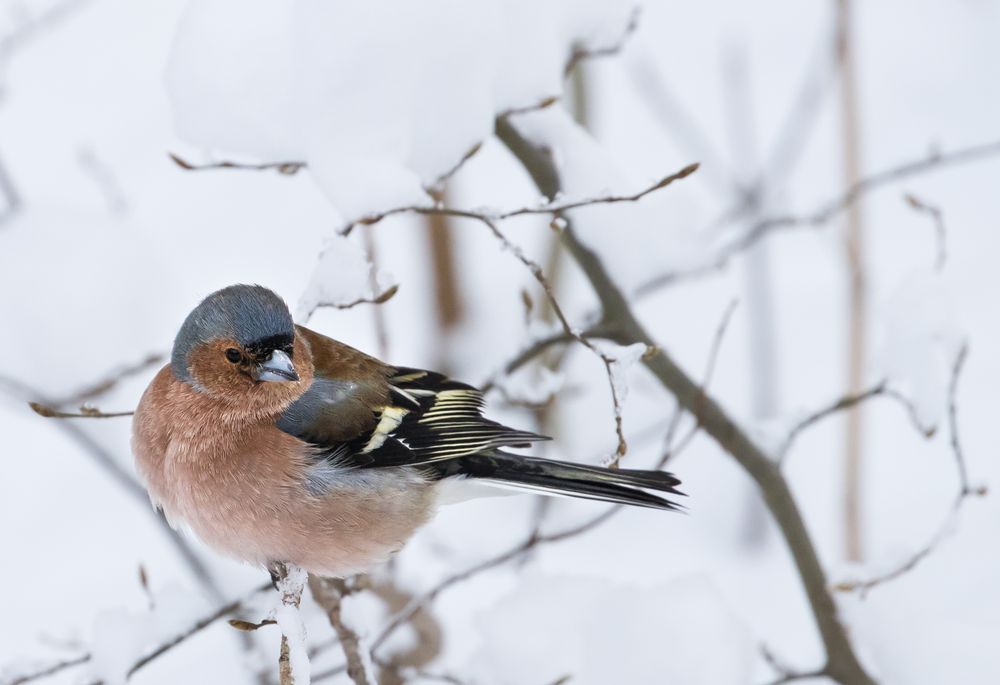 Vogel im Winter Foto &amp; Bild tiere, wildlife, wild lebende vögel