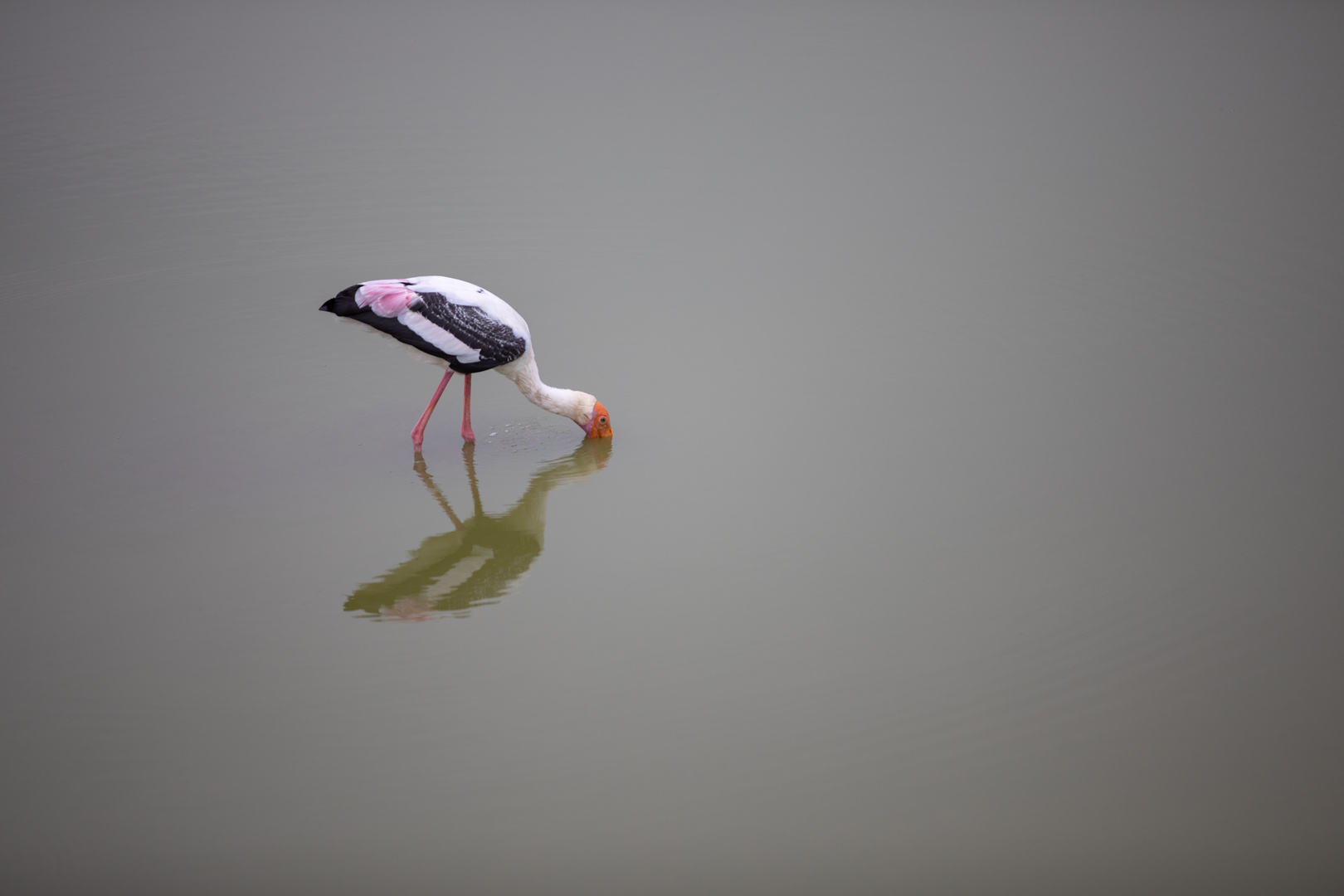 Vogel im Yala Nationalpark