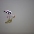 Vogel im Yala Nationalpark