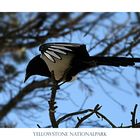 Vogel im Yellowstone Nationalpark, USA