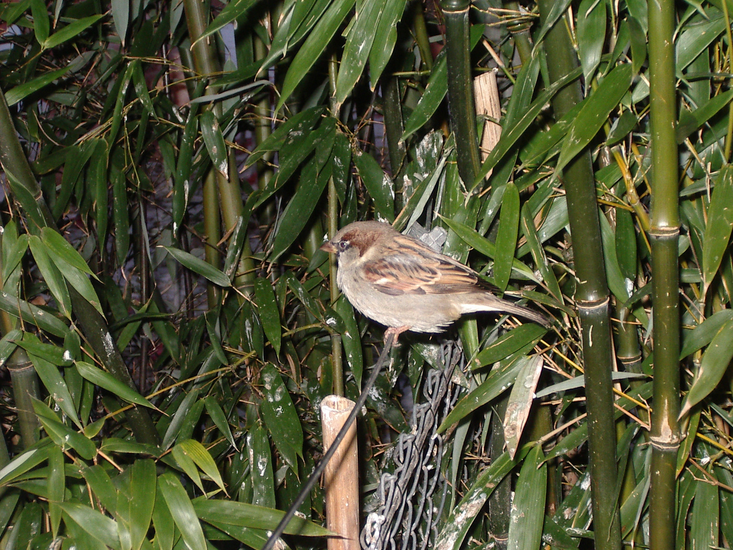 Vogel im Zoo