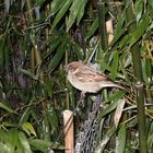 Vogel im Zoo