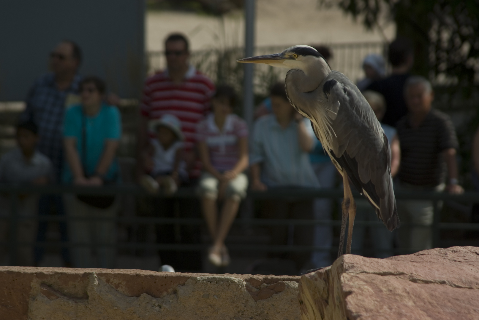 Vogel im Zoo